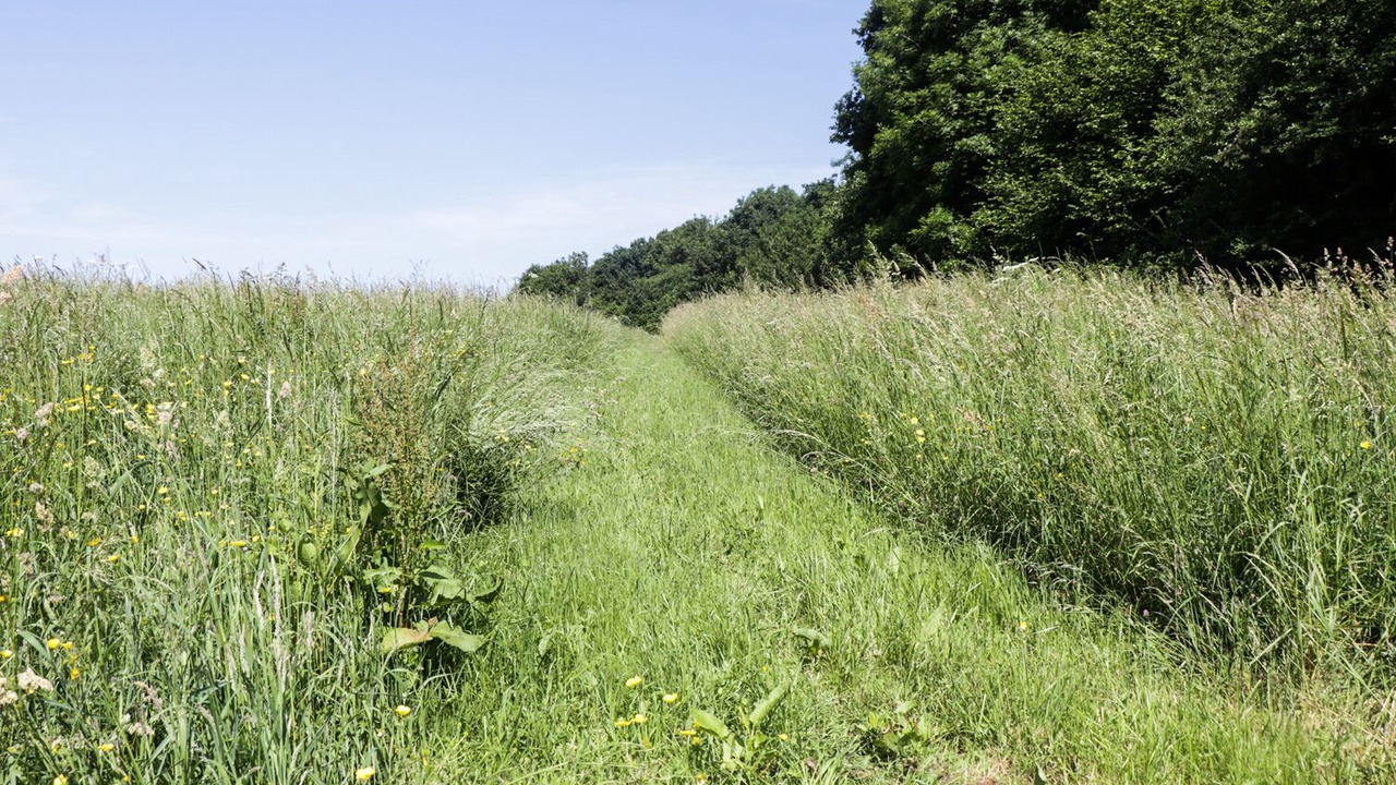 Photo of Others in Corton