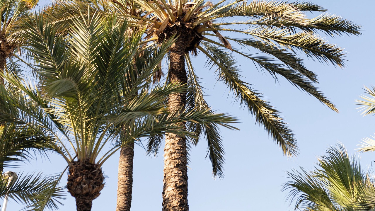Photo of Outdoor in Elche
