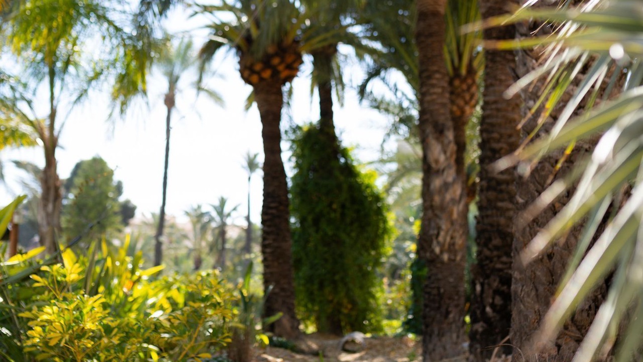 Photo of Outdoor in Elche