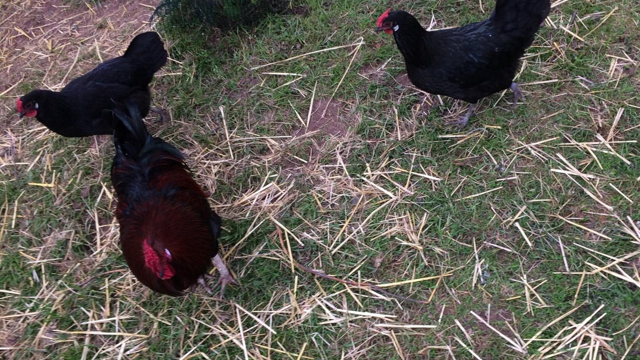 Photo of Outdoor in Haselbourg