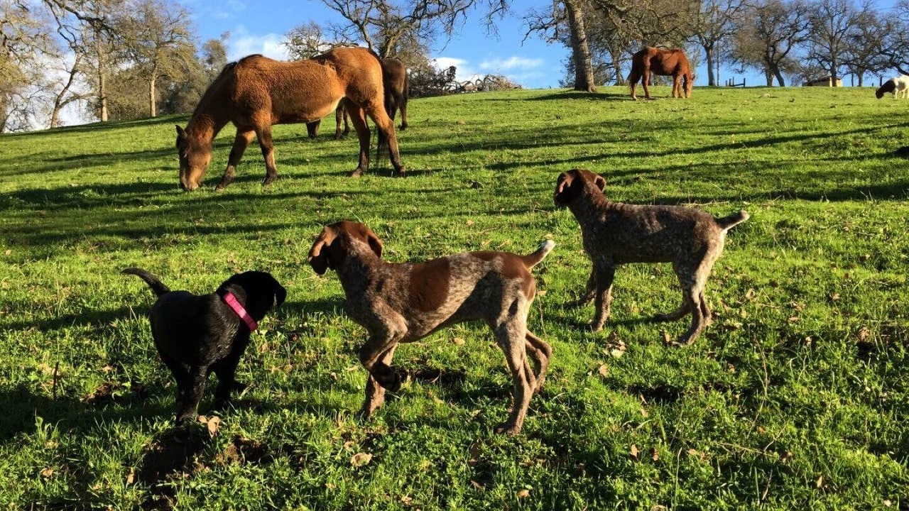 Photo of Outdoor in Ione