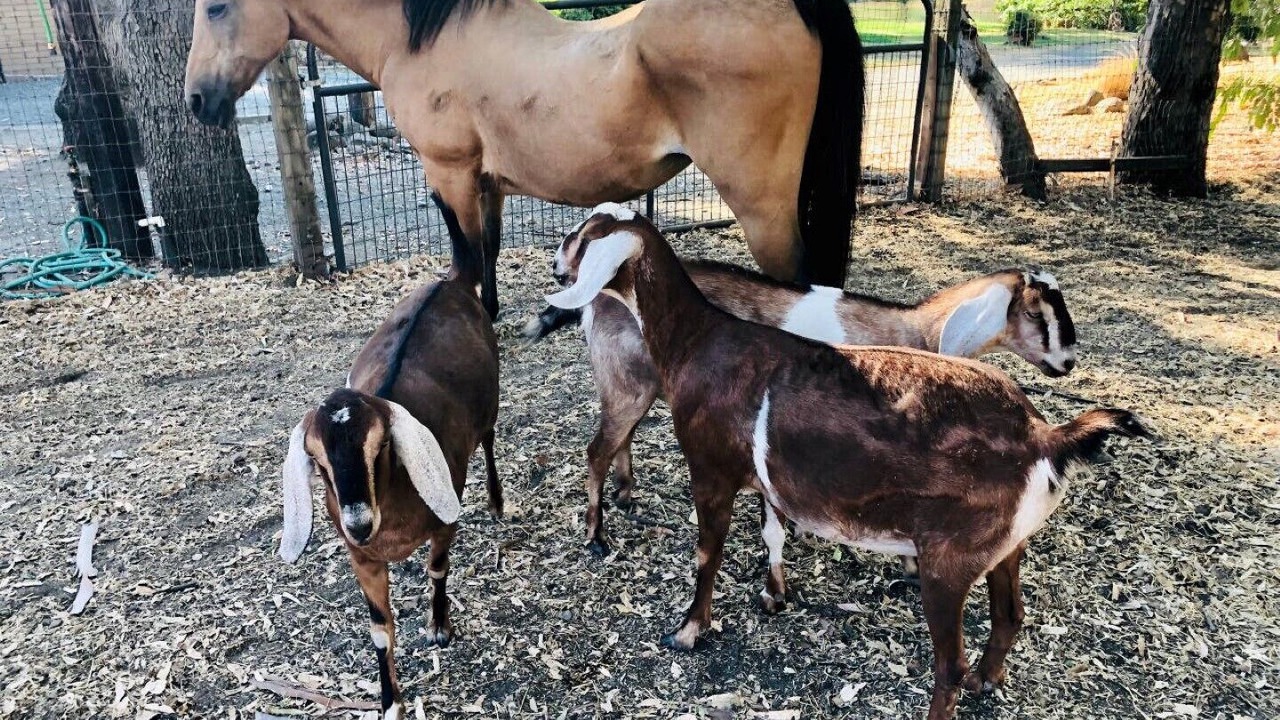 Photo of Others in Ione