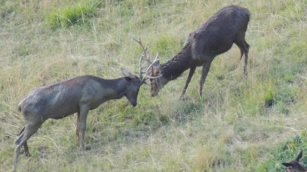 Photo of Outdoor in Anla