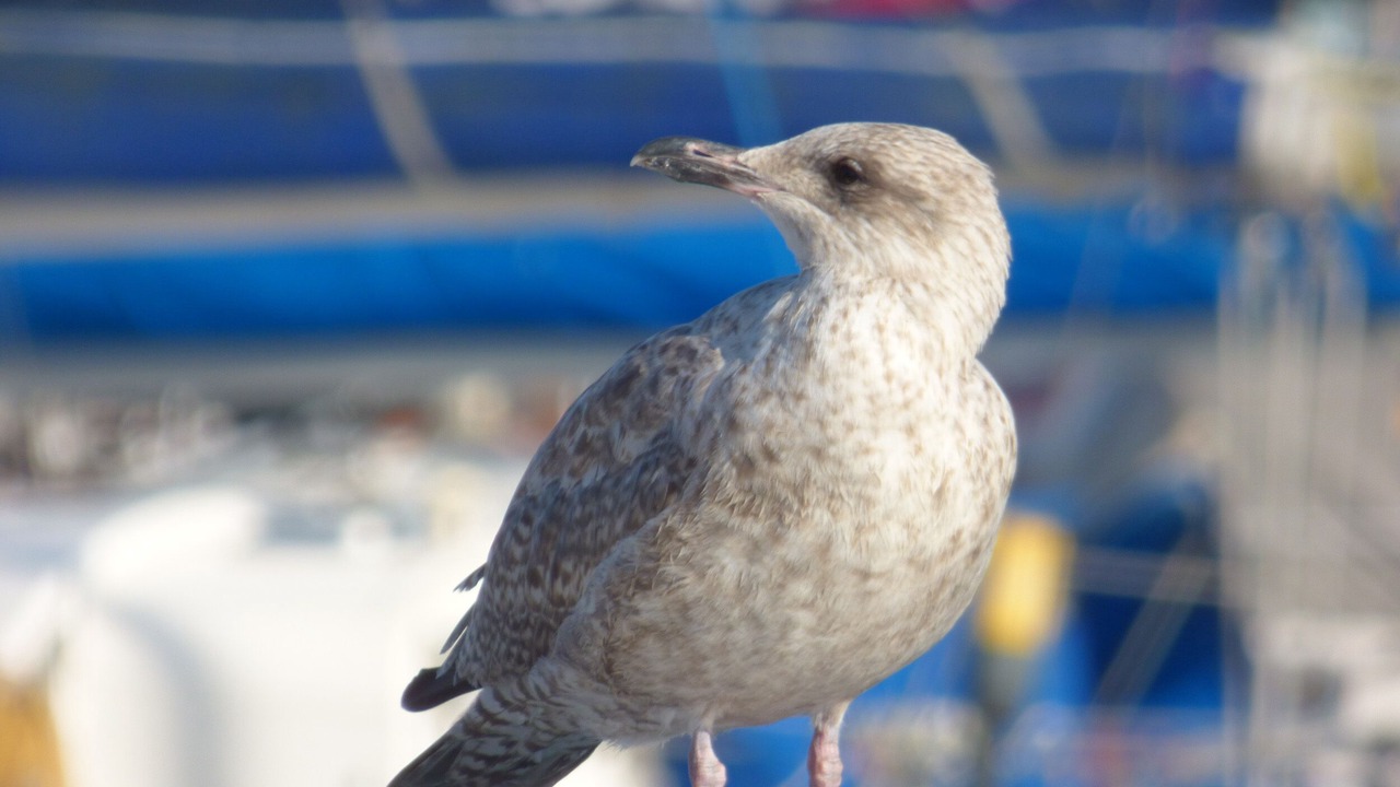 Photo of Others in Scarborough