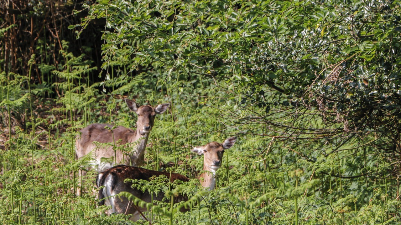 Photo of Others in Lydney