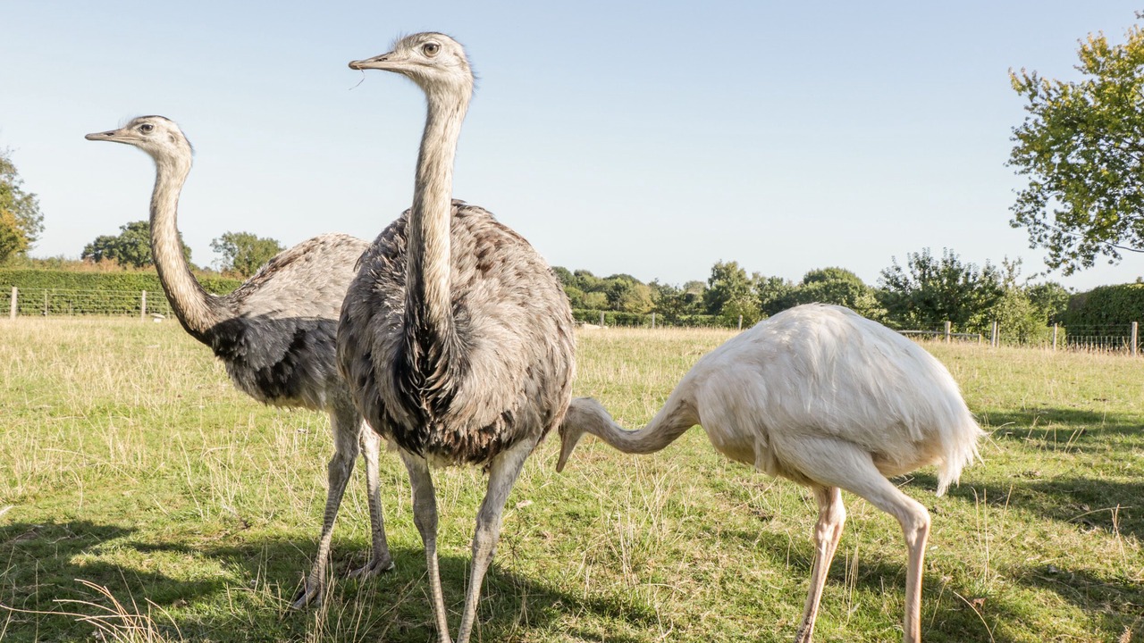 Photo of Others in Chippenham