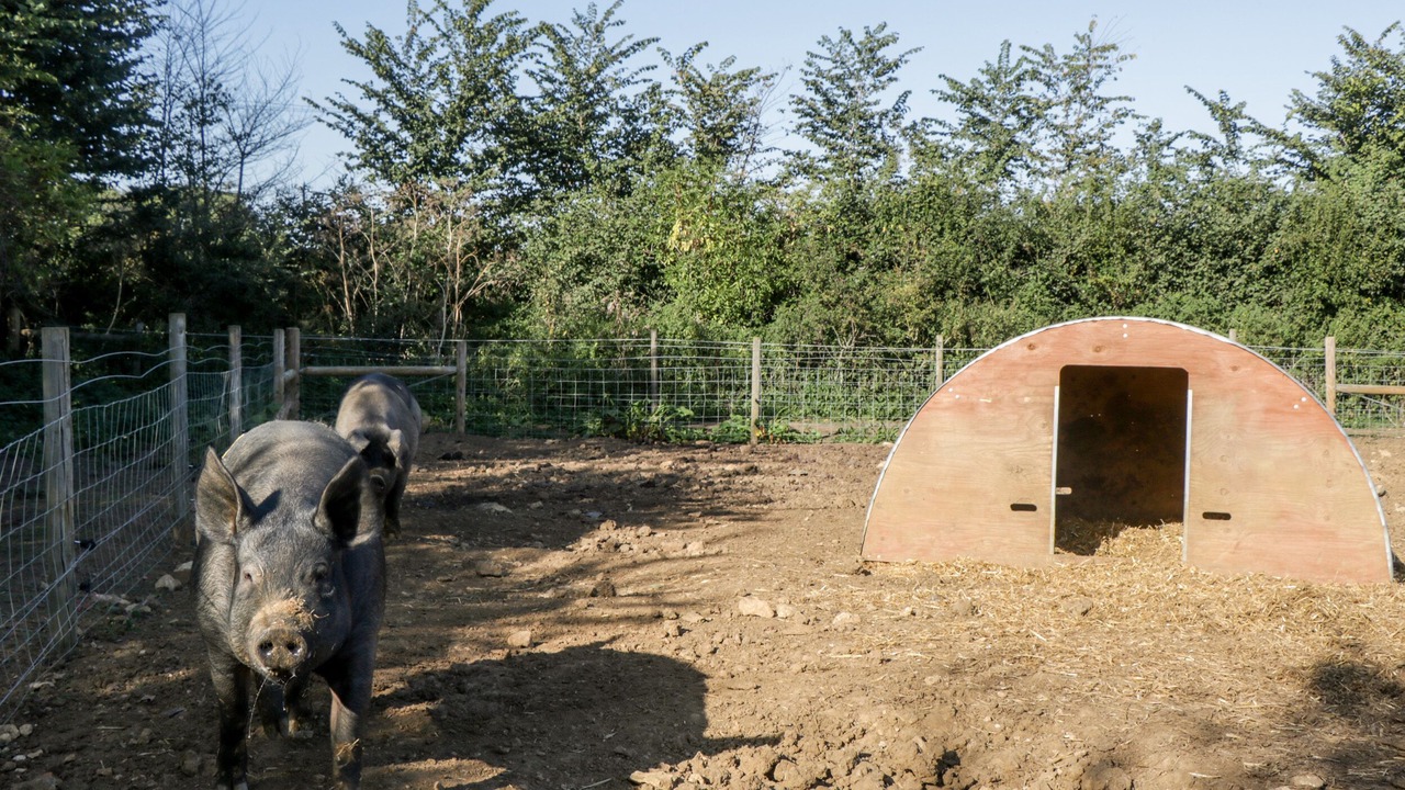 Photo of Others in Chippenham