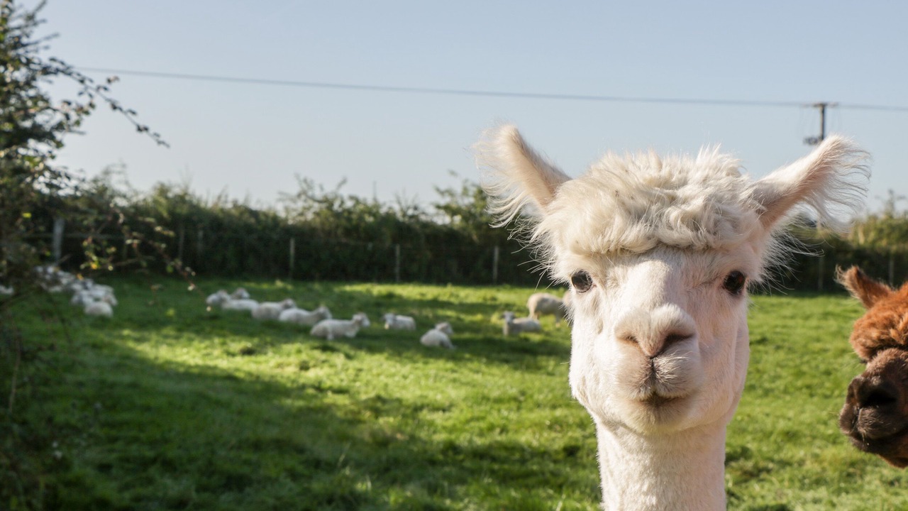 Photo of Others in Chippenham