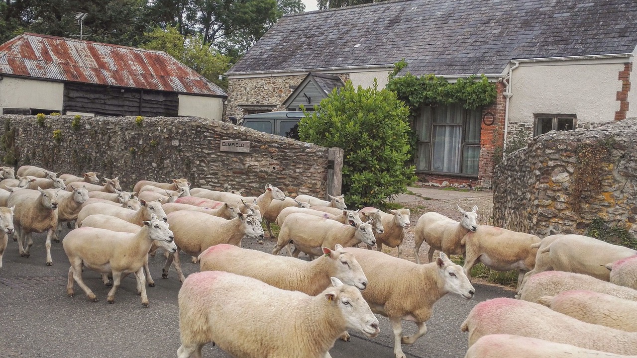 Photo of Others in Honiton