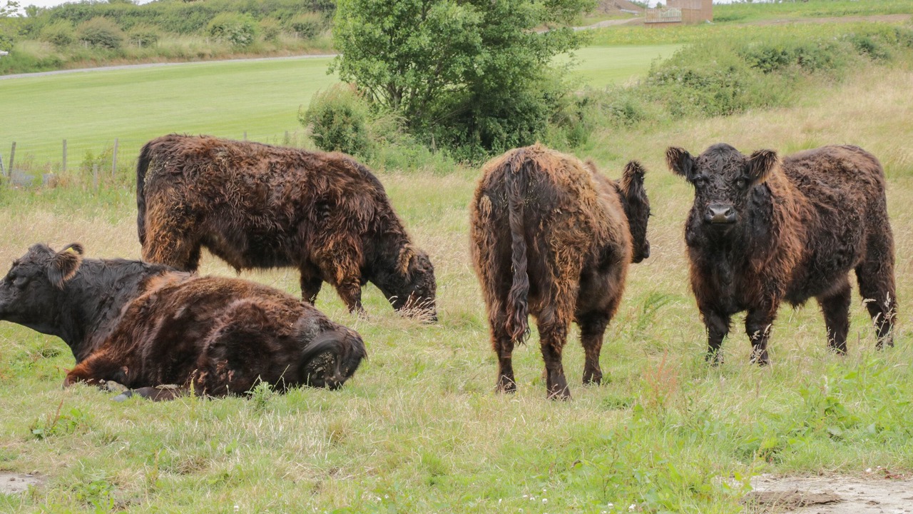 Photo of Others in Stainburn
