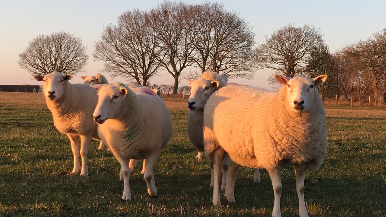 Photo of Others in Foxley