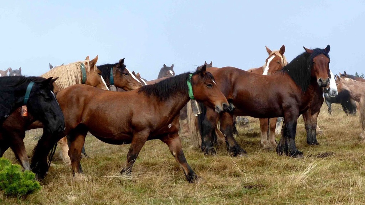 Photo of Outdoor in Rocabruna