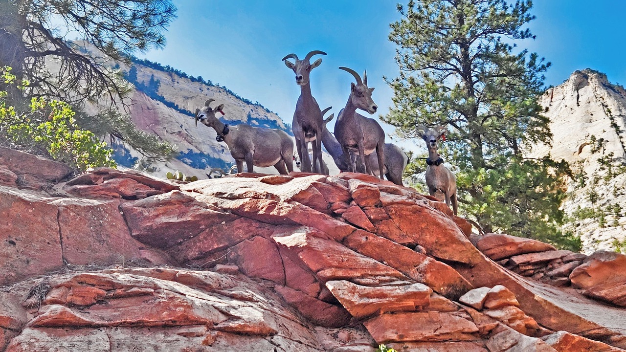 Photo of Outdoor in Zion National Park East Entrance