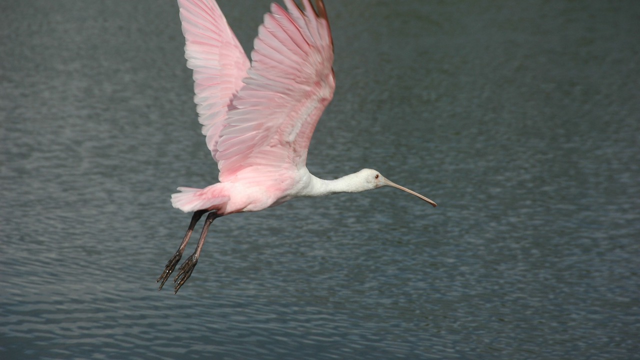 Photo of Others in Hobe Sound