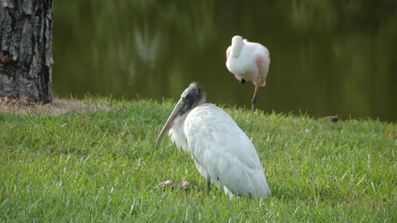 Photo of Outdoor in Hobe Sound