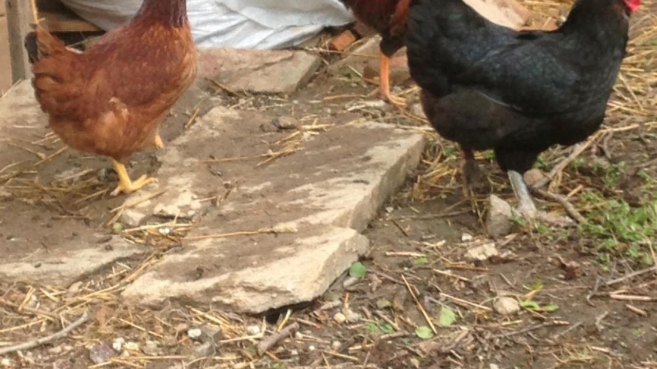 Photo of Outdoor in Mareuil-Sur-Lay-Dissais