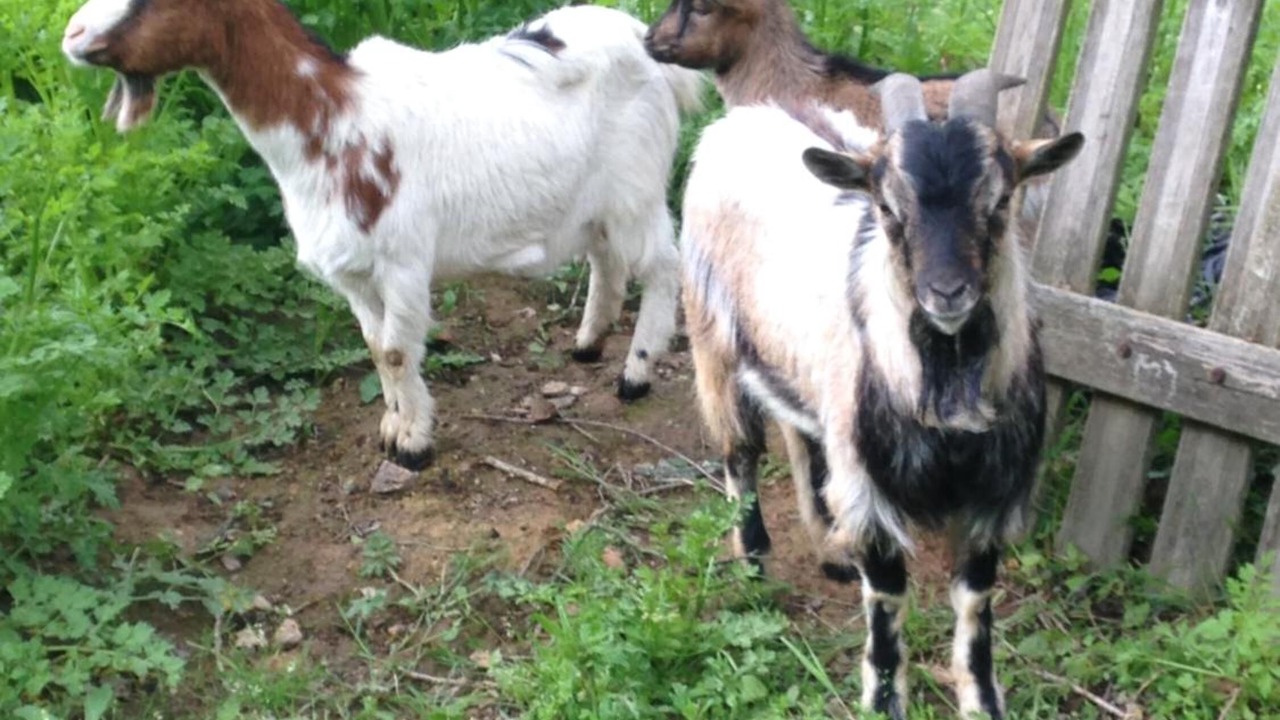 Photo of Outdoor in Mareuil-Sur-Lay-Dissais