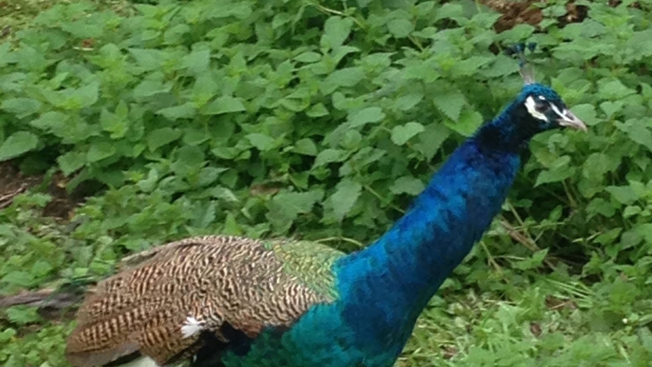 Photo of Outdoor in Mareuil-Sur-Lay-Dissais