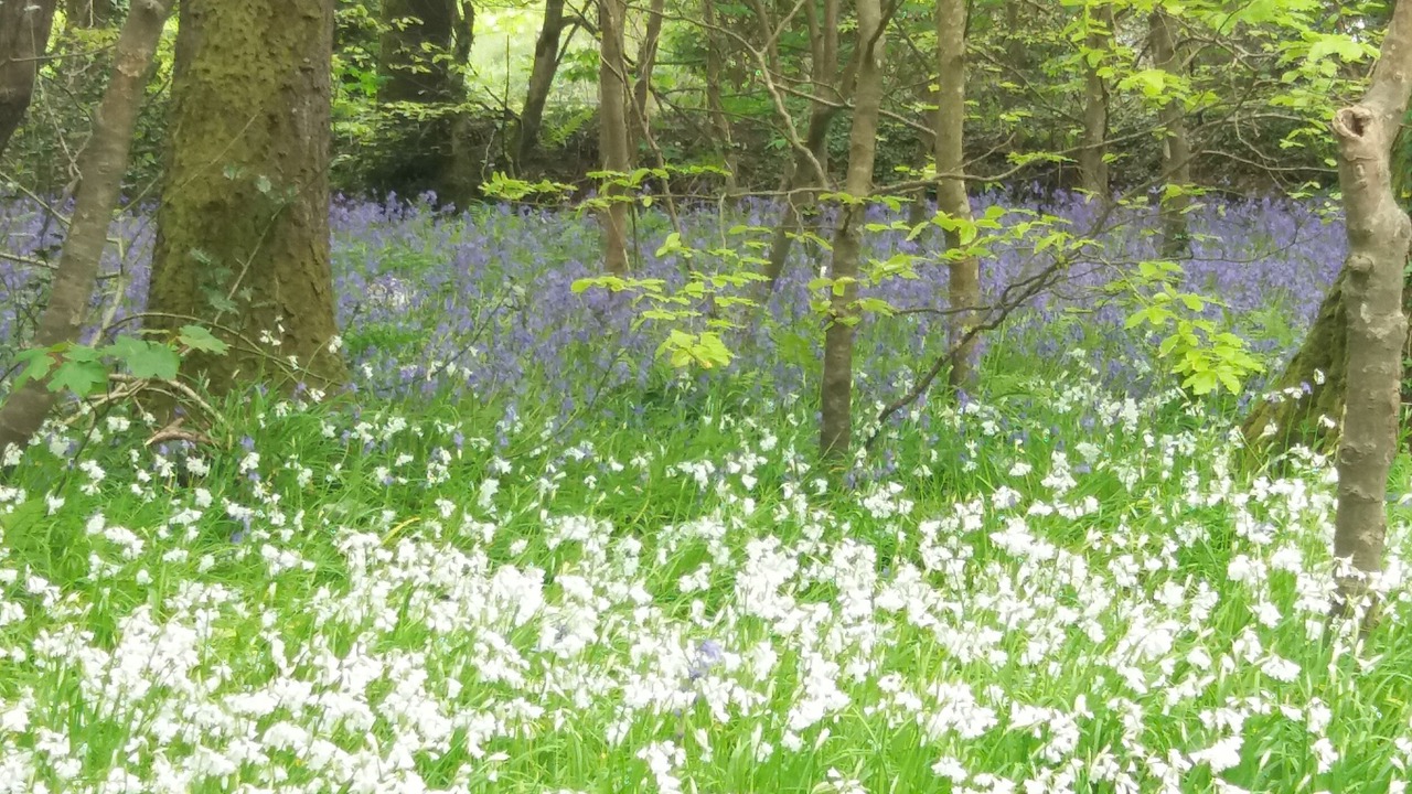 Photo of Others in Camborne