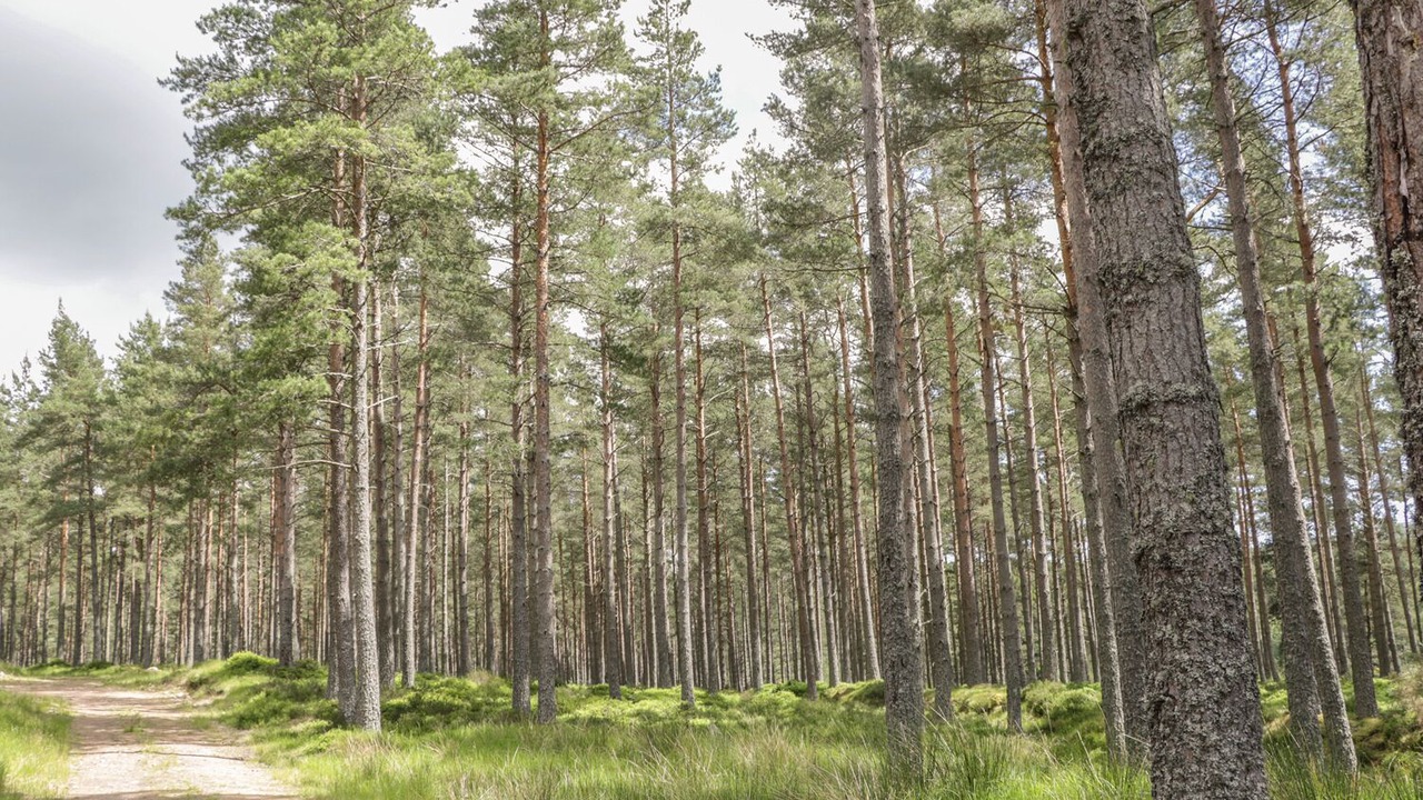 Photo of Others in Banchory