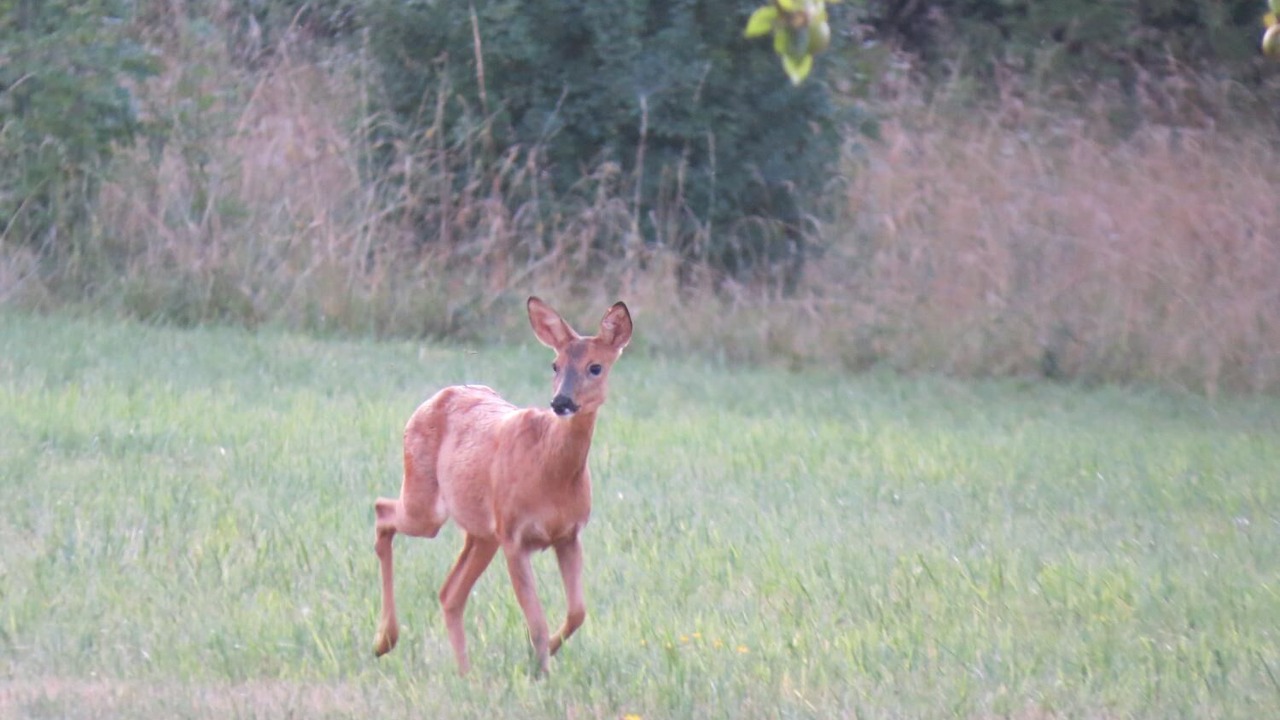 Photo of Outdoor in Devillac