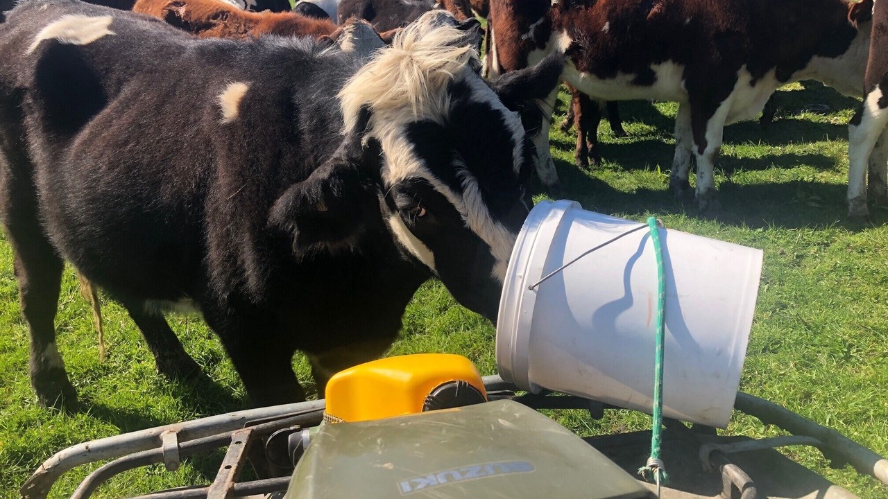 Photo of Others in Te Haroto