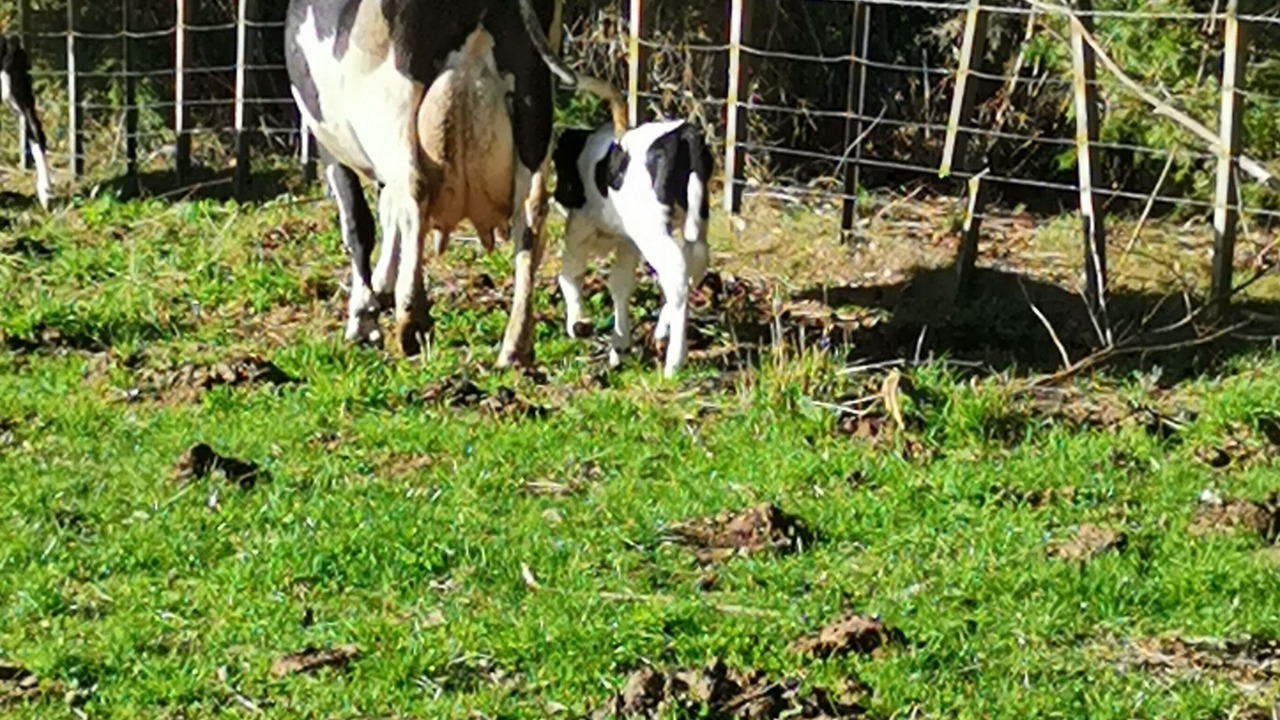 Photo of Outdoor in Te Haroto