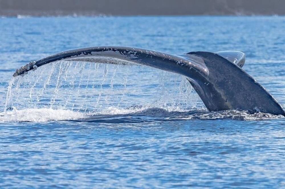 Photo of Others in Haliimaile