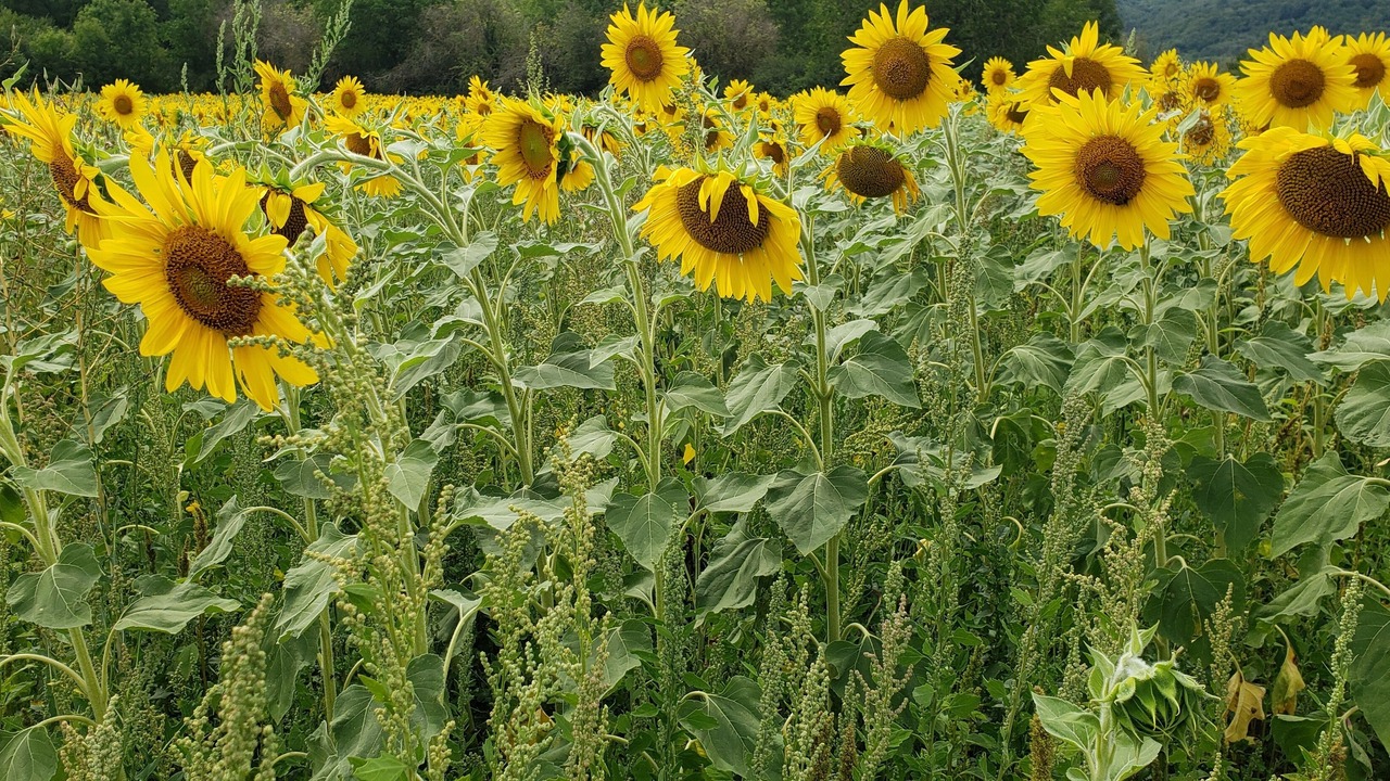 Photo of Others in Blanzat