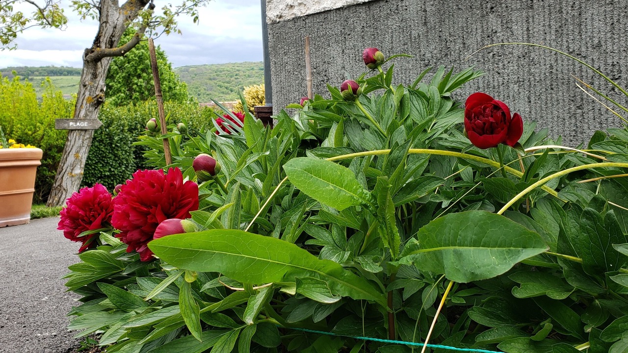 Photo of Outdoor in Blanzat