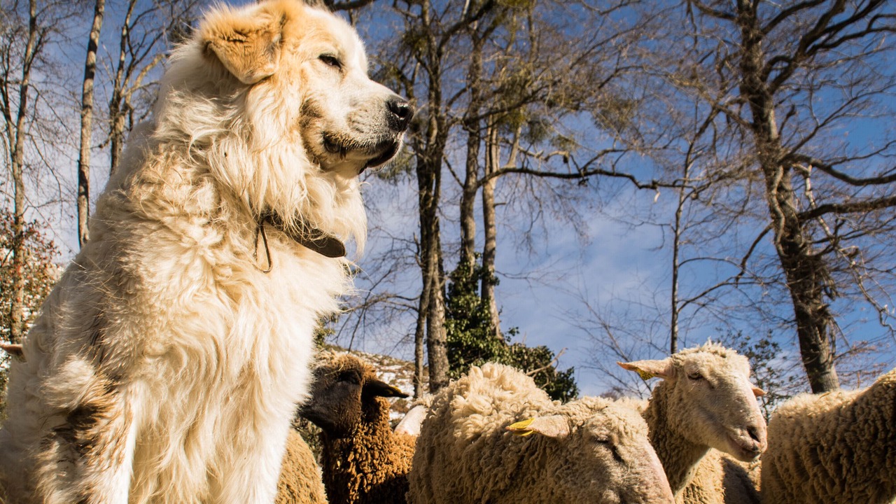 Photo of Outdoor in Bagneres-de-Bigorre