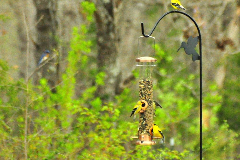 Photo of Outdoor in Appomattox