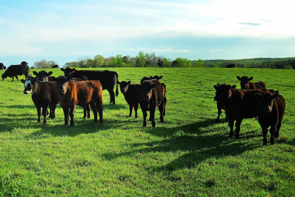 Photo of Outdoor in Appomattox