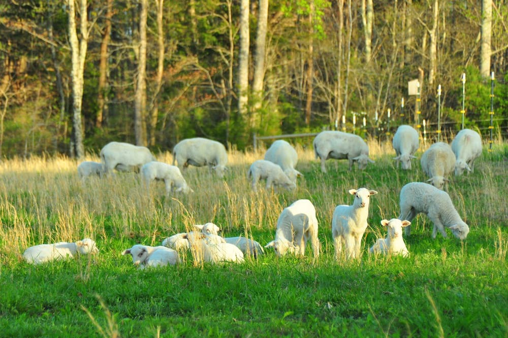 Photo of Outdoor in Appomattox