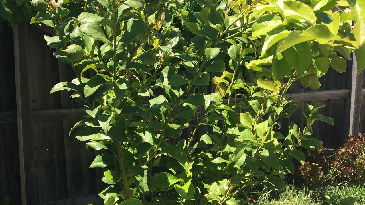 Photo of Outdoor in Tarneit