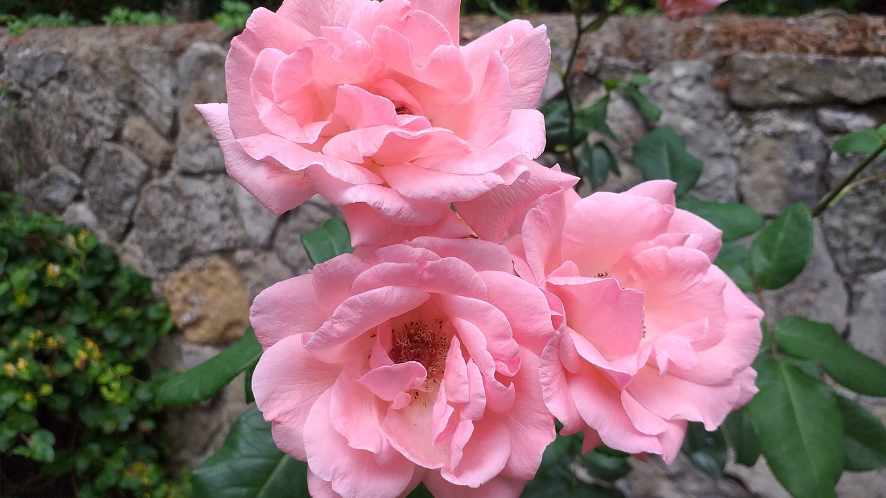 Photo of Outdoor in Saint-Antonin Noble Val