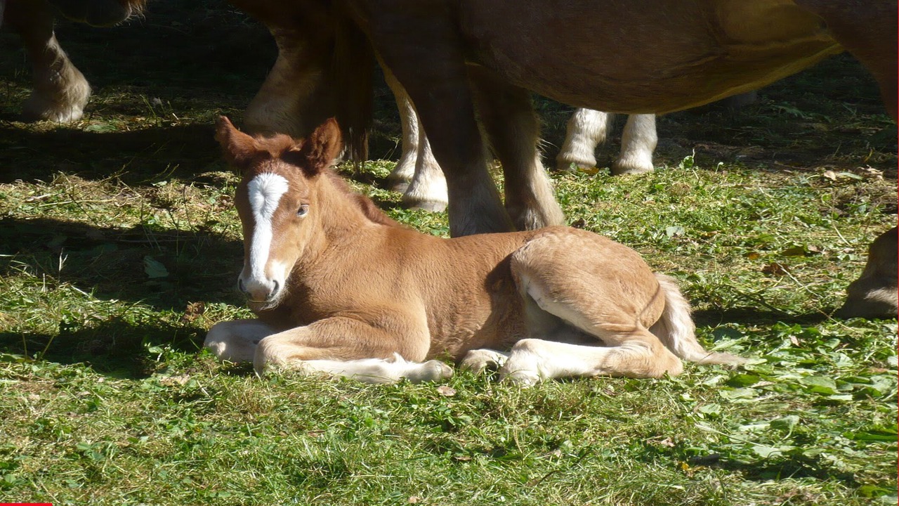 Photo of Outdoor in Camprodon