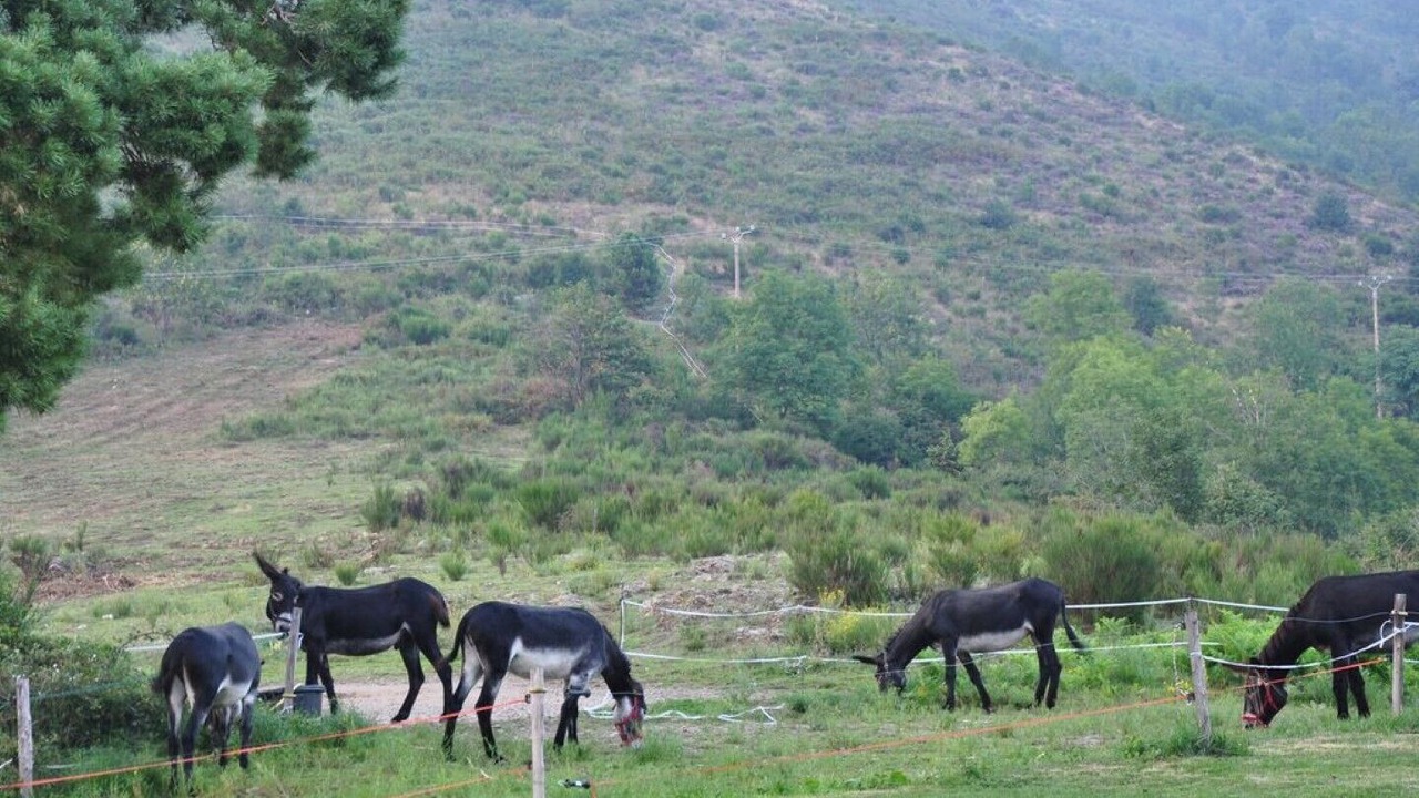 Photo of Outdoor in Prats-de-Mollo-la-Preste