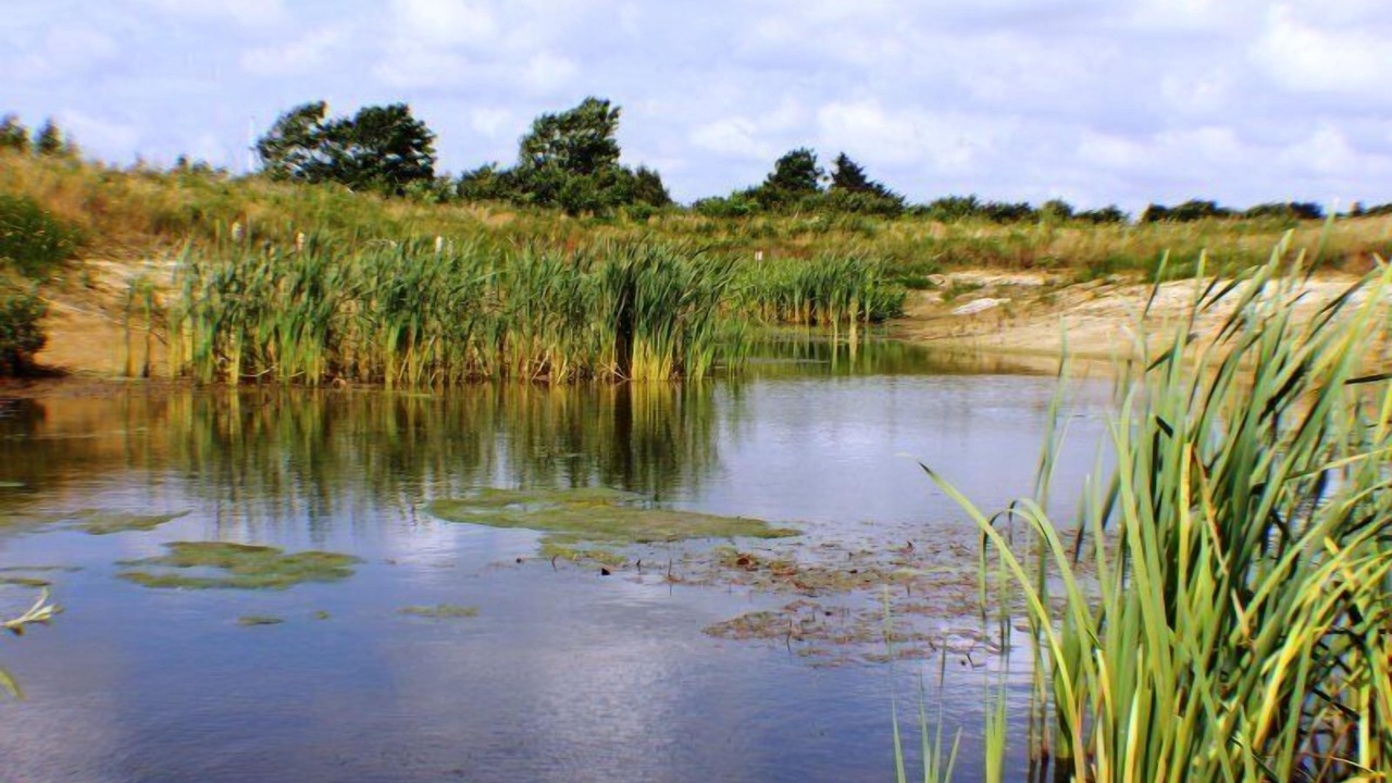 Photo of Outdoor in Henne Strand