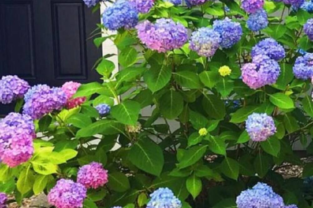 Photo of Others in Mews Village