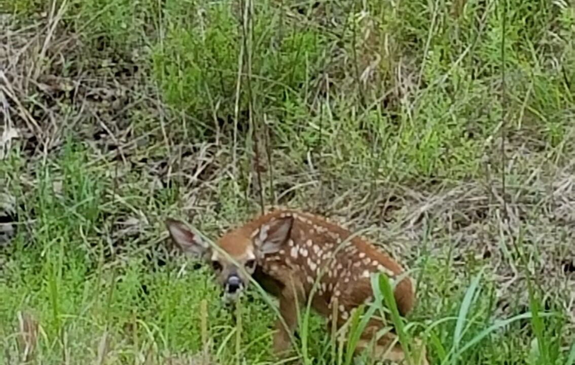 Photo of Outdoor in Yellville