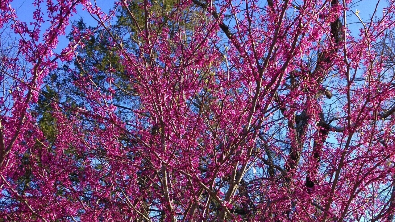 Photo of Outdoor in Yellville