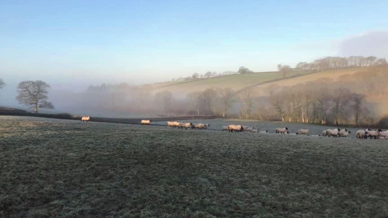 Photo of Others in Broadwoodkelly