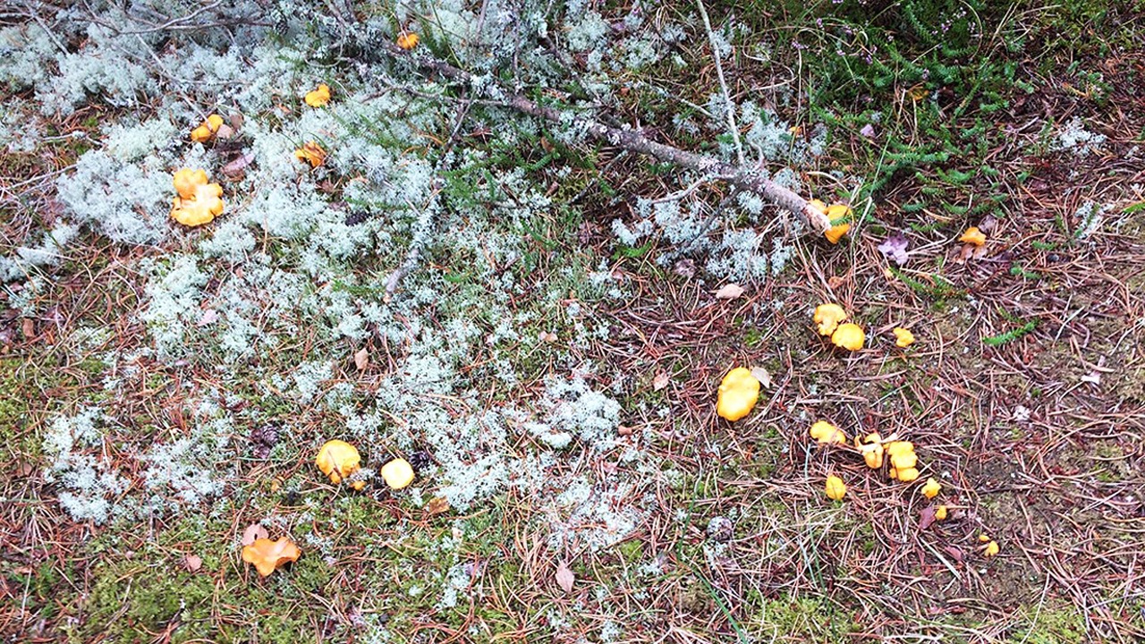 Photo of Outdoor in Læsø
