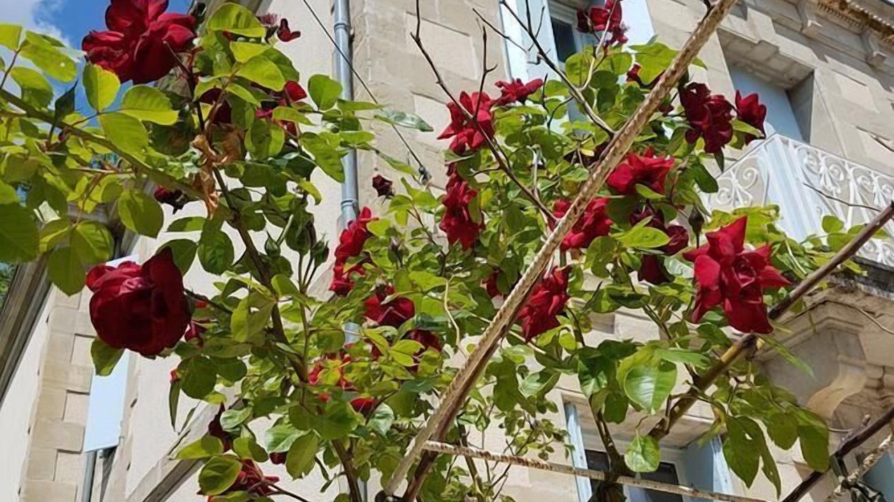 Photo of Outdoor in Gontaud