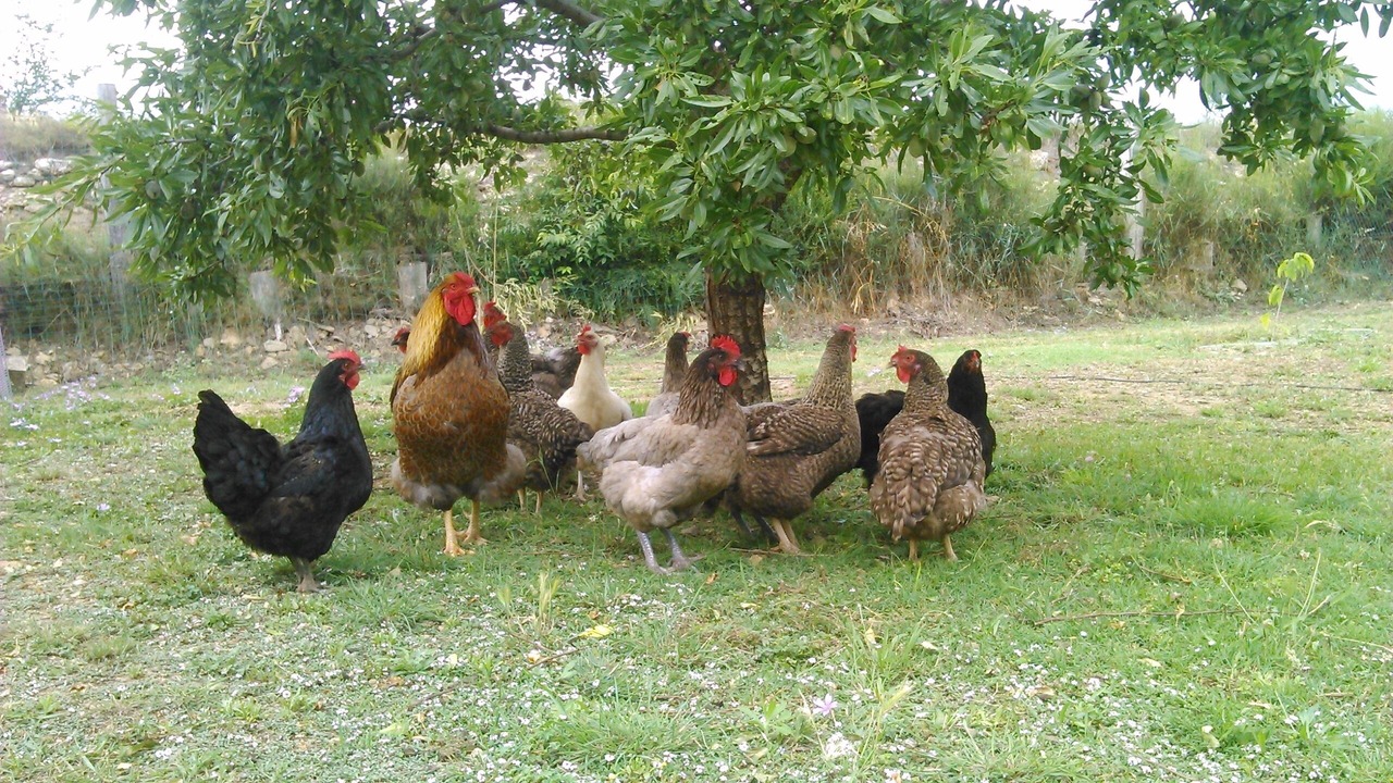 Photo of Others in Laurens