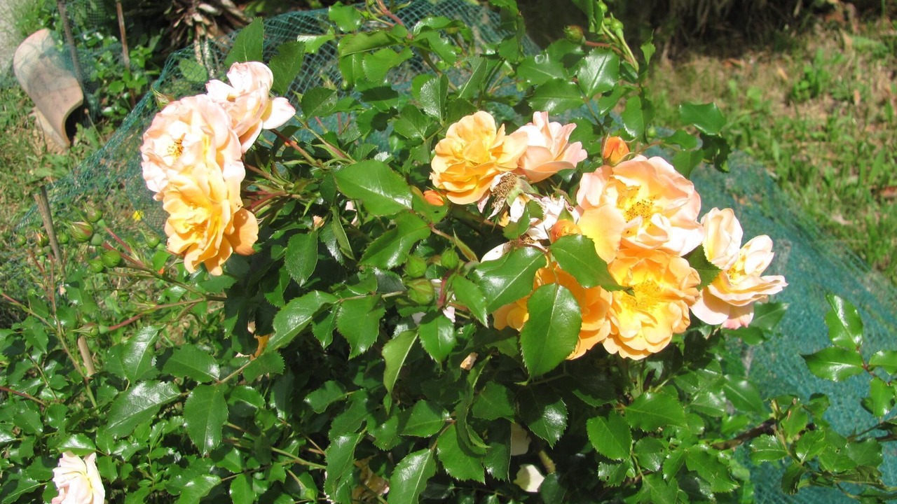 Photo of Outdoor in Roquebilliere