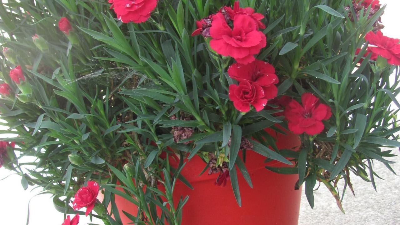 Photo of Outdoor in Roquebilliere