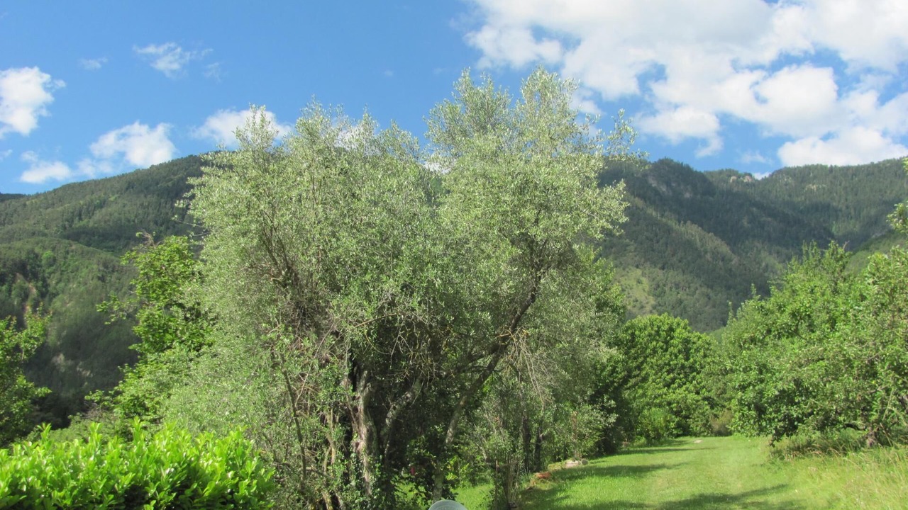 Photo of Others in Roquebilliere