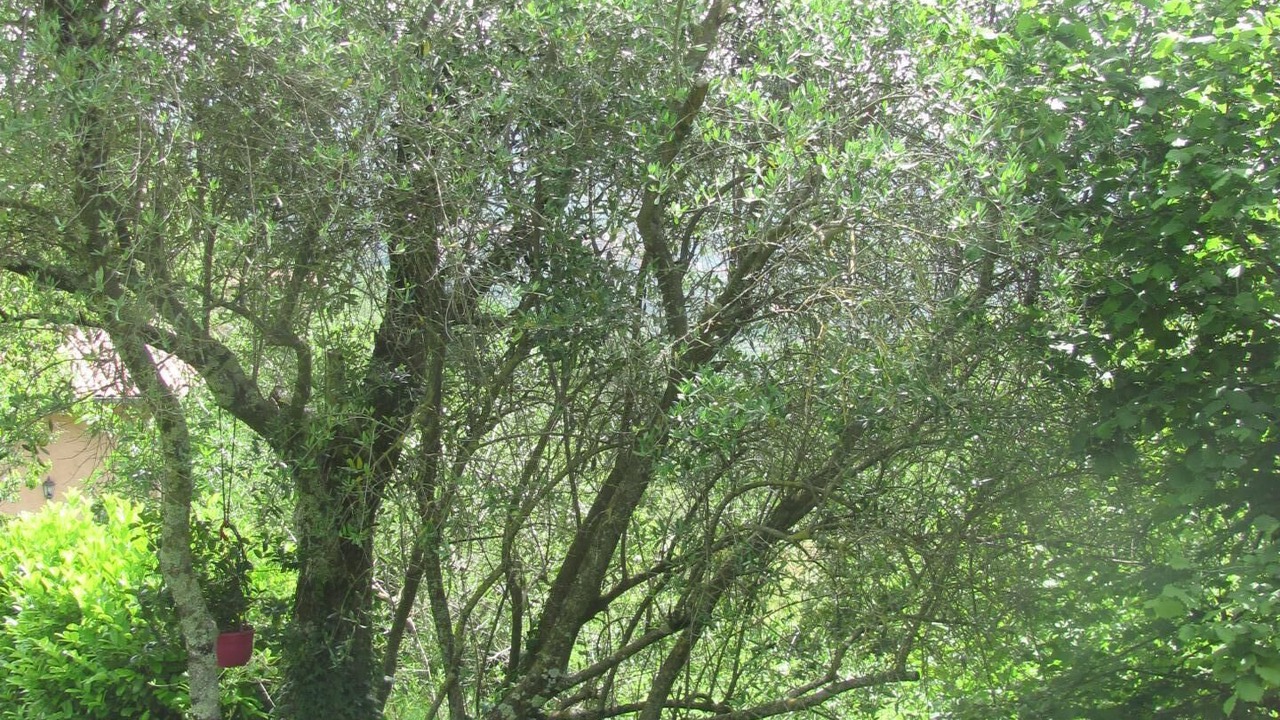 Photo of Outdoor in Roquebilliere